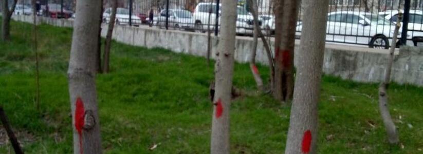 На деревьях в Пионерской роще Новороссийска появились красные метки: неужели их планируют срубить?