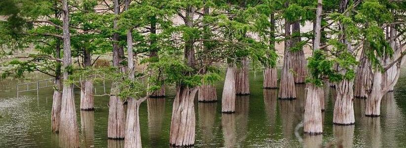 Озеро Сукко под Анапой наполнилось водой, а кипарисы зазеленели -памятник природы пережил засуху