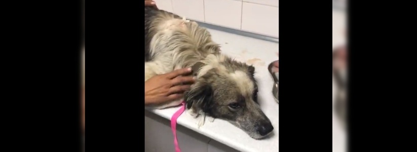 Неизвестный ради развлечения расстрелял бездомную собаку под Новороссийском: волонтеры просят откликнуться свидетелей
