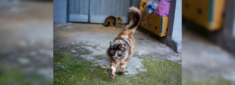 Зоозащитники Новороссийска разводят котов в подвалах домов: «НУК» разъяснил законность такой опеки над животными