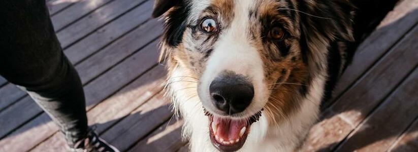 Dog Picnic в Абрау-Дюрсо: фестиваль для всей семьи и четвероногих питомцев пройдет 4 и 5 июня