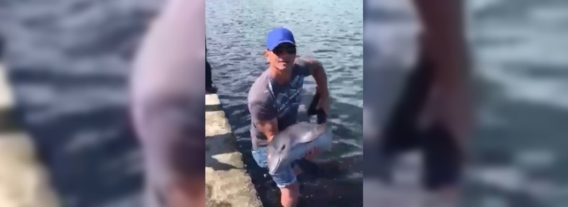 Маленького дельфина поймали на удочку в новороссийской бухте: видео