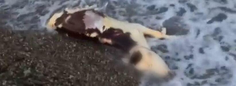 "Свидание подпорчено!": пара нашла мертвого теленка на берегу моря в Новороссийске