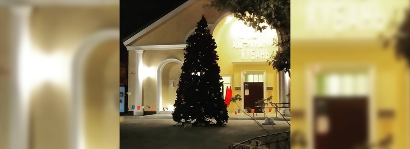В декабре в Новороссийске откроются 37 точек продажи живых елок: где купить новогоднюю красавицу