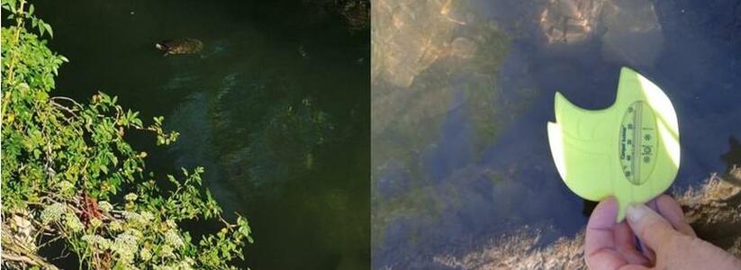 "Рыба сварилась, черепахи сбежали": в Южные пруды Новороссийска сливается кипяток