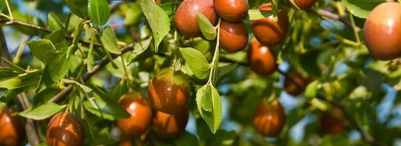 «Очень вкусные и сладкие!»: новороссийцы заметили в городе финиковое дерево