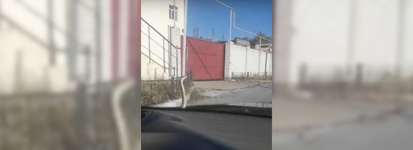 Змея прокатилась на капоте BlaBlaCar из Темрюка в Новороссийск: видео