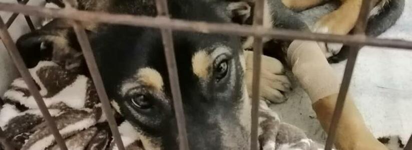 В Новороссийске продолжают убивать бездомных собак дротиками с ядом