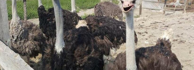 В Новороссийске откроется страусиная эко-ферма