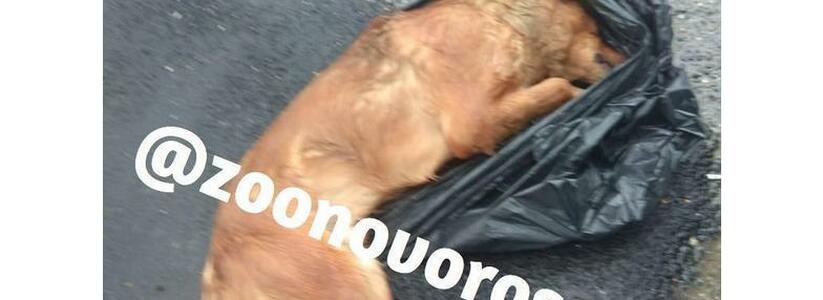 «Три дня с трупом собаки в багажнике!» Как зоозащитники Новороссийска требуют наказать убийцу собаки