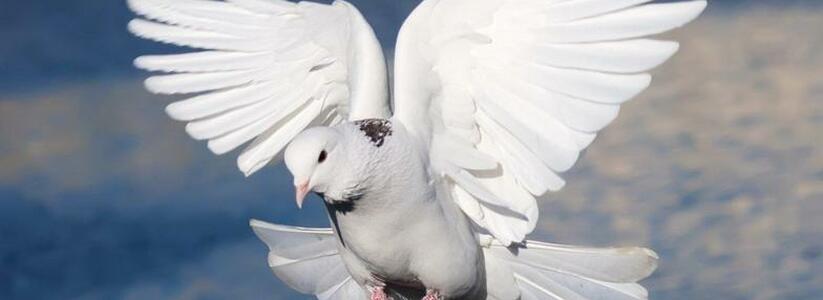 Житель Краснодара заподозрил голубя в работе шпионом и сделал заявление в полицию