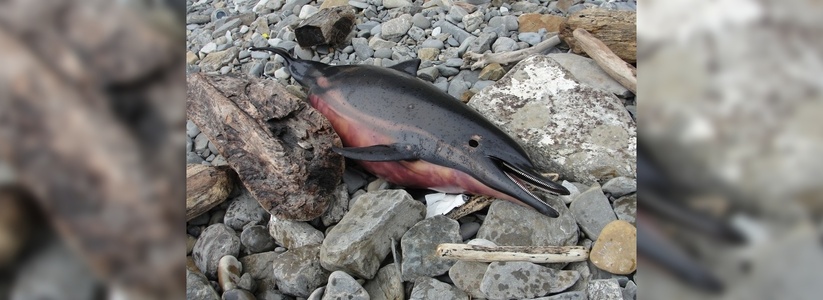 Жители Новороссийска находят на побережье мертвых дельфинов