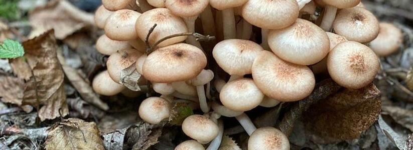 В лесах под Новороссийском появились опята и маслята: 15 хвастливых фото грибников