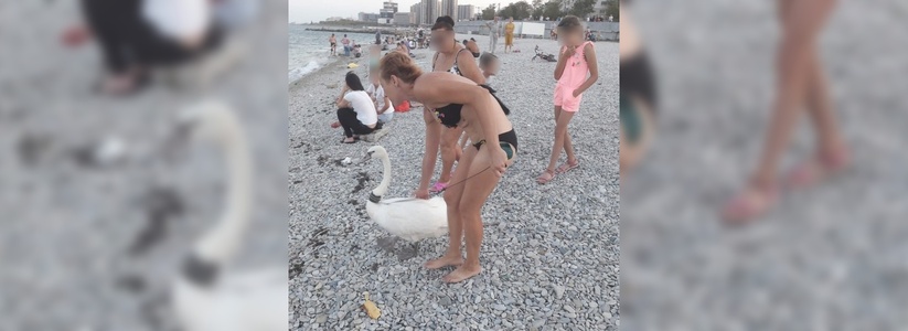 На набережной Новороссийска пара выгуливала лебедя на поводке и возила его в тележке: очевидцы сняли видео