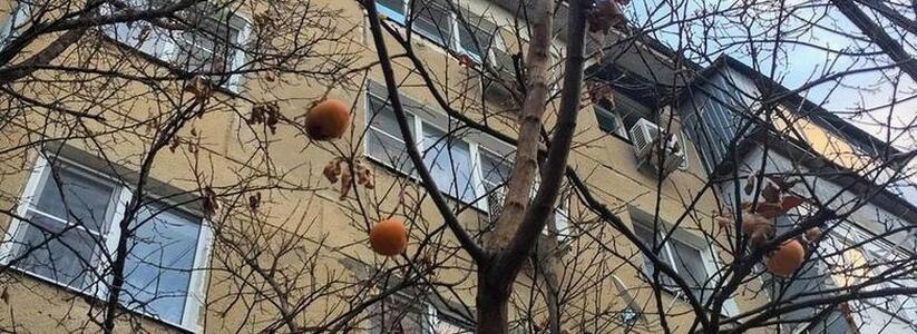 Новороссийцы заметили, что во дворе пятиэтажки растет хурма