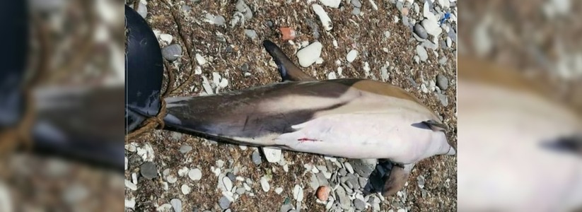 Дельфина со вспоротым брюхом и с веревкой на хвосте обнаружили новороссийцы