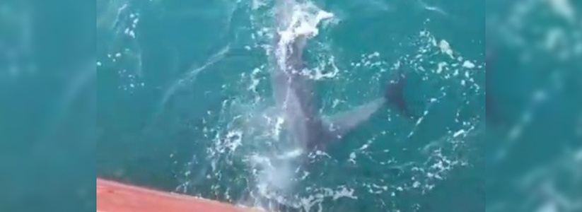 Дельфины устроили настоящее шоу, охотясь на черную кефаль: новороссиец снял видео