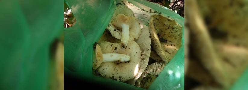 В лесах в окрестностях Новороссийска после продолжительных дождей появились грибы