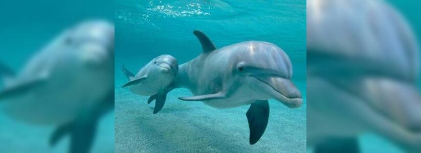 В геленджикском дельфинарии родился дельфиненок