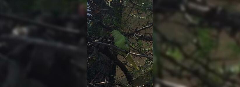 Народная новость: на улице Мира в Новороссийске сидел большой зеленый попугай