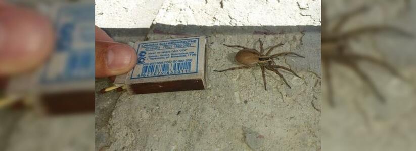 Огромный паук «напал» на жителя Новороссийска