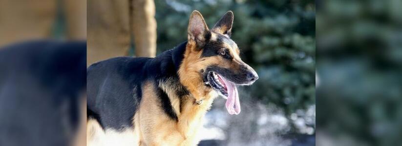 Новороссийская полиция скупает собак и проводит с ними тесты