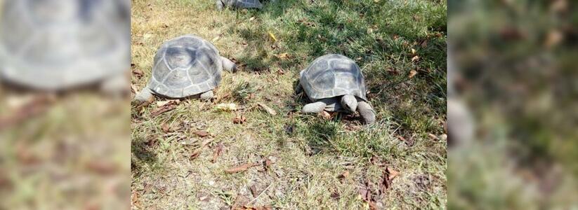 С Сейшел в Натухаевку: в парк под Новороссийском приехали гигантские черепахи