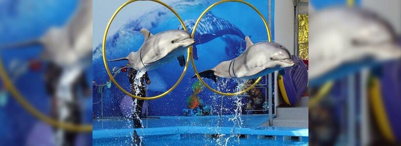 В Сочи снимают новое реалити-шоу: звезды будут дрессировать дельфинов