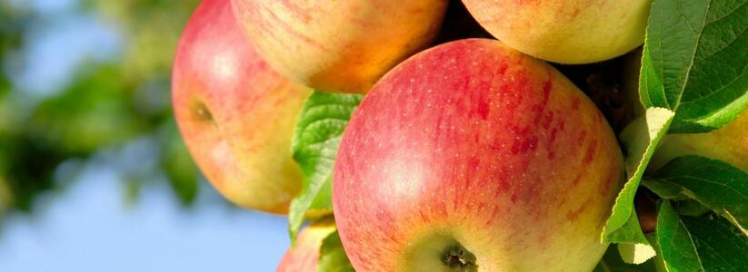 «Яблочный» бум: оптовые цены на яблоки подскочили вверх