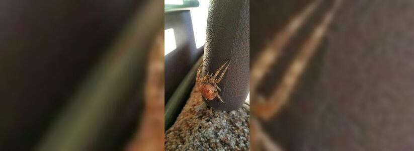 Житель Новороссийска в салоне авто нашел огромного паука: "Насекомое за два дня оплело паутиной весь салон!"