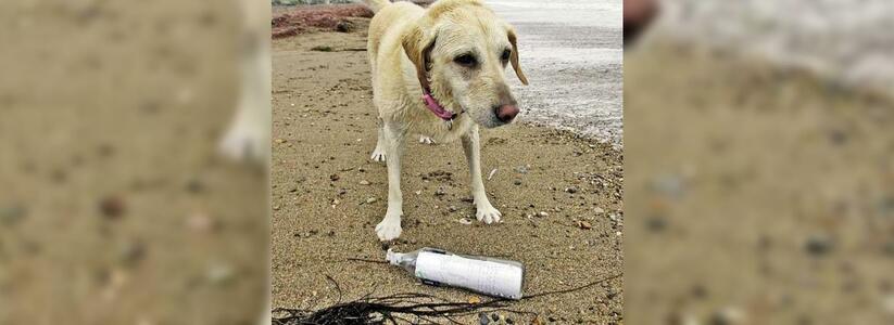 У берега в Англии нашли бутылку с посланием, выброшенную в Черном море