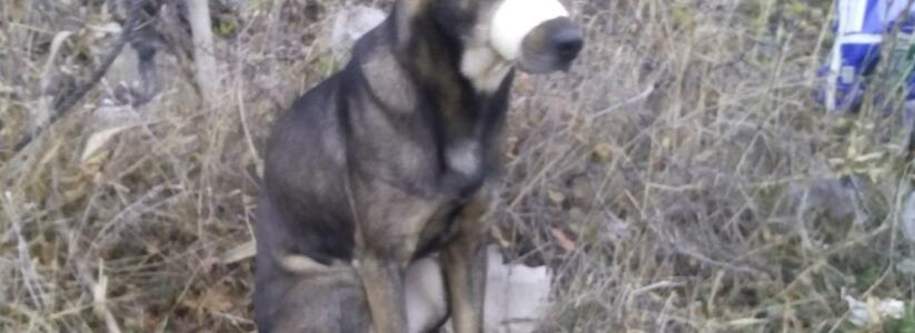 Нелюди: в Новороссийске живодеры перемотали пасть собаке скотчем и бросили умирать