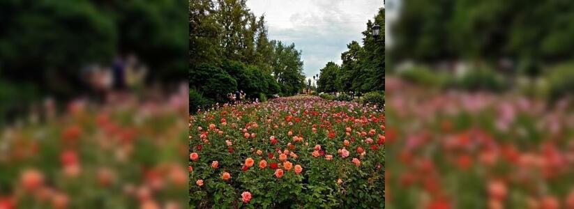 В честь Дня матери в Новороссийске высадят аллею роз: посадить свой цветок может любой желающий