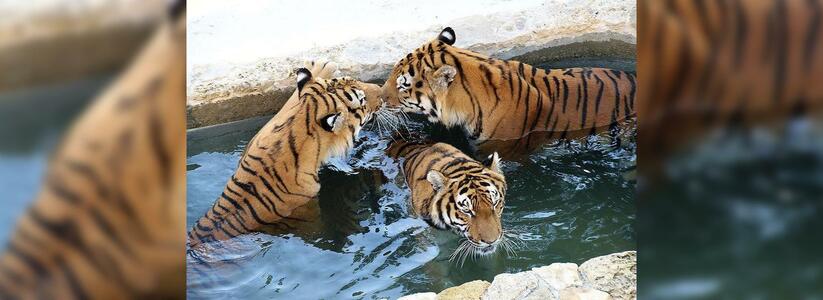 В передаче «Сам себе режиссер» покажут, как тигры из геленджикского «Сафари-Парка» убегали от своей еды