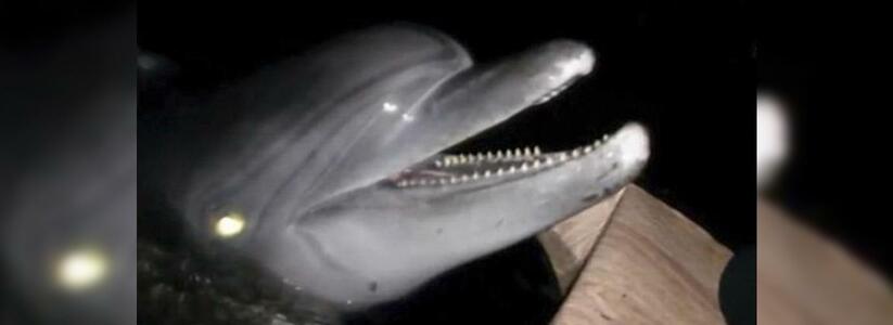 Плавали среди отходов: в заброшенном здании Анапы нашли замученных до полусмерти дельфинов
