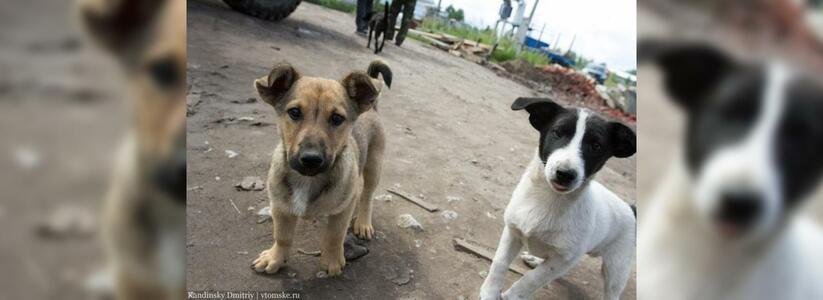 "Люди кричали, чтобы Найду не убивали": в Новороссийске собаку усыпили на глазах хозяев