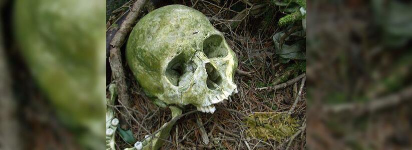 В лесу под Геленджиком нашли человеческий череп