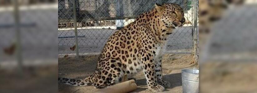 Леопардов из сочинского нацпарка выпустят в дикую природу