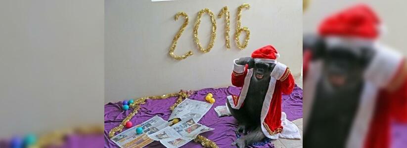 Шимпанзе Джон из геленджикского «Сафари-парка» записал новогоднее поздравление