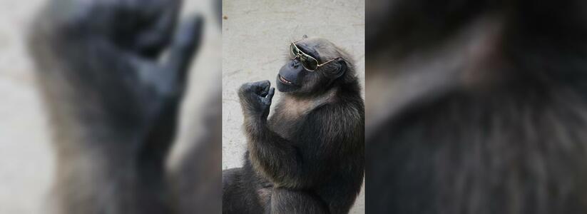В «Сафари-парке» подружились шимпанзе Джон и коза Варя