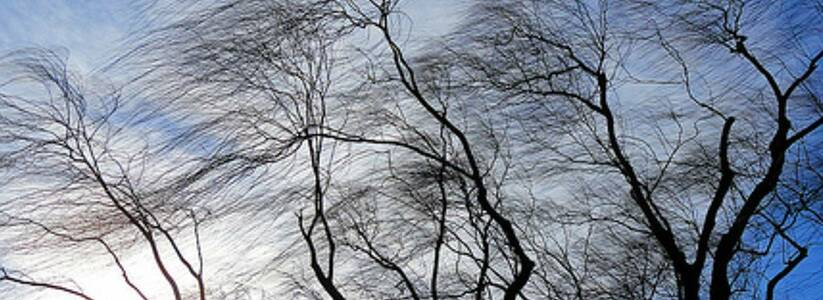 Из-за сильного ветра в Новороссийске прогнозируют вал деревьев и обрыв проводов