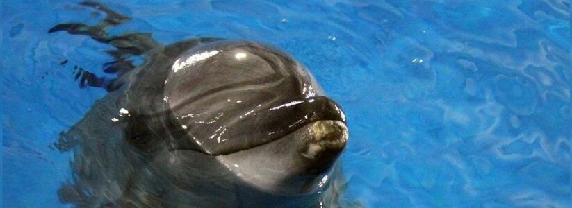 В Анапе спасенный дельфин Зевс пережил депрессию и подружился с новыми соседями