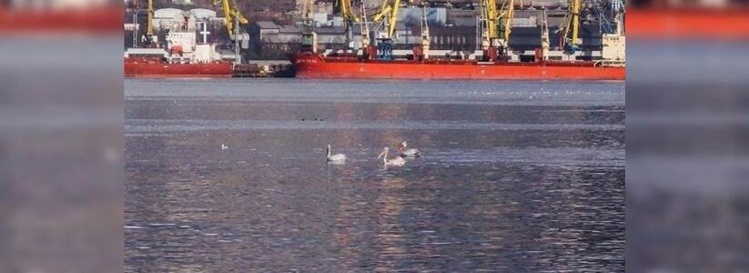 В Новороссийск прилетели на зимовку пеликаны