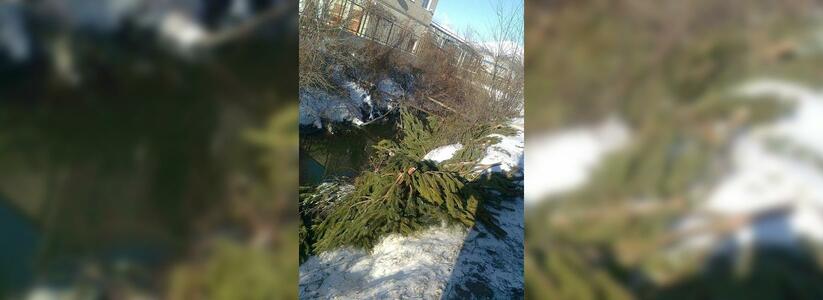 Кладбище новогодних елок: более 100 хвойных деревьев загрязняют реку Цемес