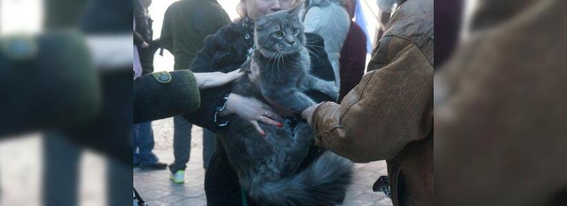 В Новороссийске на Крещение принесли купаться огромного кота