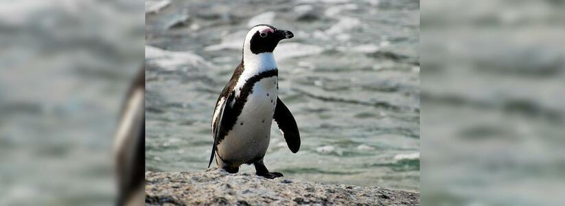 Через 40 дней в Сочи вылупятся пингвины Гумбольдта: их отправят за границу