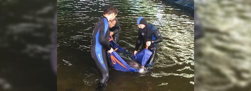 На Кубани на 1 миллион рублей оштрафовали фирму, виновную в смерти дельфина