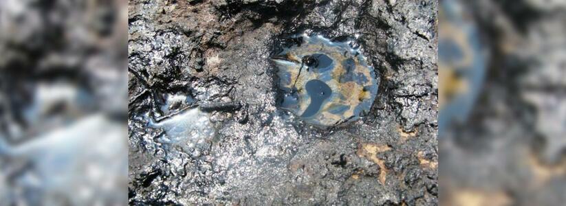 В пригороде Анапы нефть залила поле площадью 1000 квадратных метров: погибло около сотни водоплавающих птиц
