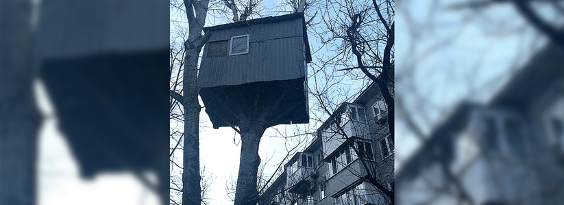 Житель Краснодара построил дом на дереве: администрация города отнеслась к этому негативно