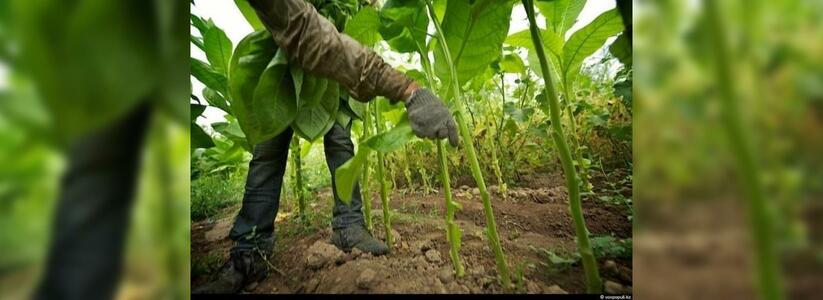 На Кубани появится первая в России промышленная табачная плантация